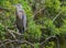 A Great Blue Heron ardea herodias resting on a branch at McGough Nature Park in Largo, Florida USA