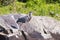 Great Blue Heron Ardea herodias on rock fishing