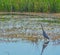 Great Blue Heron, Ardea Herodias at Savannah National Wildlife Refuge, Hardeeville, Jasper County, South Carolina USA