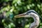 Great blue heron or Ardea herodias turning its head the other way against green leafs background