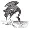 Great Blue Heron Ardea herodias vintage engraving