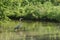 Great Blue Heron Ardea herodias wading in the water