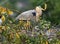 Great Blue Heron Ardea herodius, on nest with two newly hatched chicks