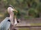 Great Blue Heron baby asks for snack