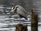 Great Blue Heron Balancing