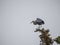 Great Blue Heron Balancing on Tree