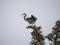 Great Blue Heron Balancing on Tree