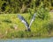 Great Blue Heron beginning to lift off