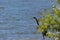 Great Blue Heron behind bush on lake shoreline