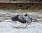 Great blue heron, binomial name Ardea herodia, landing in shallow water in Chokoloskee Bay in Florida.