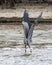 Great blue heron, binomial name Ardea herodia, taking off from shallow water in Chokoloskee Bay in Florida.