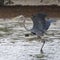 Great blue heron, binomial name Ardea herodia, taking off from shallow water in Chokoloskee Bay in Florida.