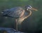 Great Blue Heron bird