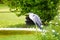 Great Blue heron bird