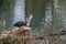 Great blue heron bird with black turtles in autumn state park