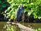 A Great Blue Heron Bird Scratches Wing with Yellow Beak While Balancing on a Log on the Side of the Pond