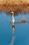 Great Blue Heron in Blackwater National Wildlife Refuge.Maryland.USA
