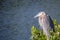 A Great Blue Heron in Brandeton, Florida