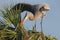 Great Blue Heron Building a Nest in a Palm Tree