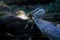 Great Blue Heron with Bullfrog