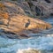 Great Blue Heron At Burleigh Falls