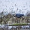 Great Blue Heron camouflaged in Montezuma marsh