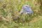 Great Blue Heron With Captured Rodent In Tall Grass