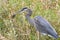 Great Blue Heron Captures Rodent