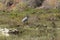 Great blue heron Carpinteria Salt Marsh  1