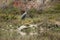Great blue heron Carpinteria Salt Marsh  11