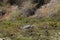 Great blue heron Carpinteria Salt Marsh  6