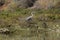 Great blue heron Carpinteria Salt Marsh  9