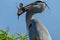 Great Blue Heron with a cat fish close up, royalty free stock phot.