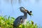 Great Blue Heron with a cat fish, royalty free stock phot.