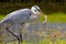 A great blue heron catches a bullfrog