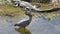 Great Blue Heron catching fish