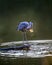 Great Blue Heron Catching a Fish on the Chesapeake Bay