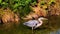 Great blue heron catching fish in Washington marsh