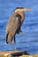 Great Blue Heron on the Chesapeake Bay