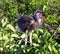 Great Blue Heron chick (Ardea herodias)