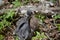 Great Blue Heron Chick on the Ground in Maine