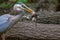 Great Blue Heron with Chipmunk