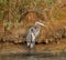 Great Blue Heron close up