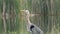 Great Blue Heron Closeup Looking Intensely