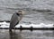 Great blue heron in cold water in Yellowstone in winter