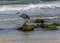 Great Blue Heron on a Coquina Rock on the Beach