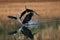 Great blue heron crashing into water (Ardea herodias), Oregon, E