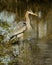 Great Blue Heron in creek at the Sacramento National Wildlife Refuge