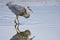 Great blue heron crouches in readiness to strike at its dinner while standing in a tide pool