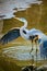 Great Blue Heron doing a territorial display at Skidaway Island State Park, GA